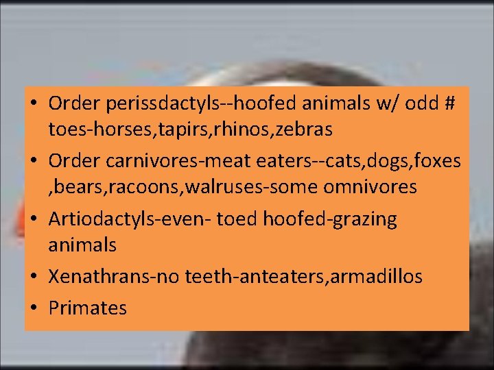  • Order perissdactyls--hoofed animals w/ odd # toes-horses, tapirs, rhinos, zebras • Order