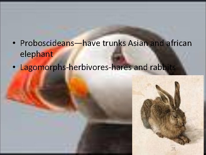  • Proboscideans—have trunks Asian and african elephant • Lagomorphs-herbivores-hares and rabbits 