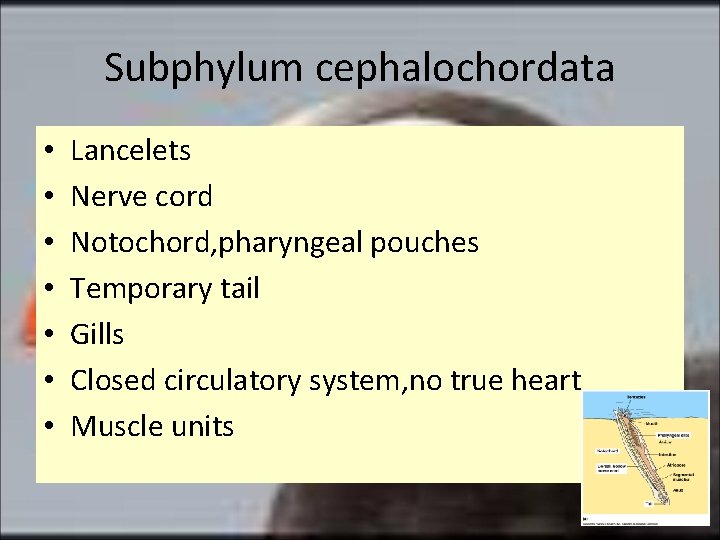 Subphylum cephalochordata • • Lancelets Nerve cord Notochord, pharyngeal pouches Temporary tail Gills Closed