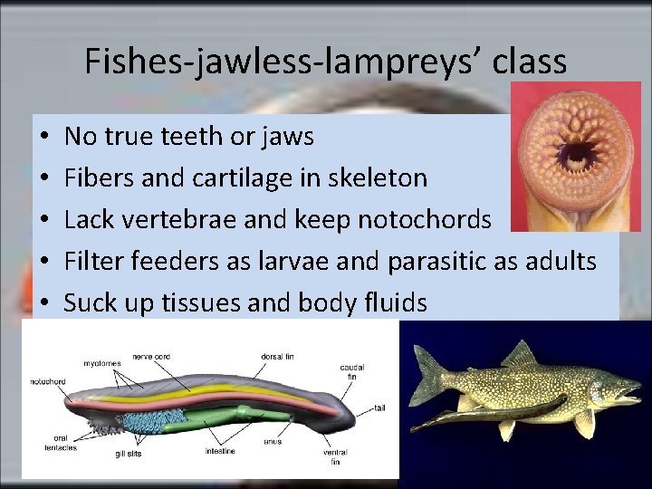 Fishes-jawless-lampreys’ class • • • No true teeth or jaws Fibers and cartilage in