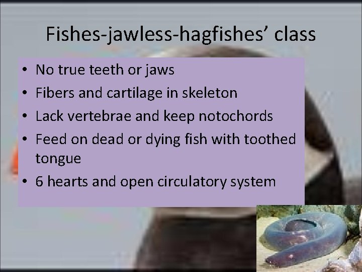 Fishes-jawless-hagfishes’ class No true teeth or jaws Fibers and cartilage in skeleton Lack vertebrae