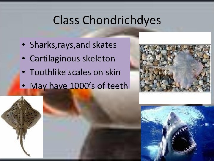 Class Chondrichdyes • • Sharks, rays, and skates Cartilaginous skeleton Toothlike scales on skin