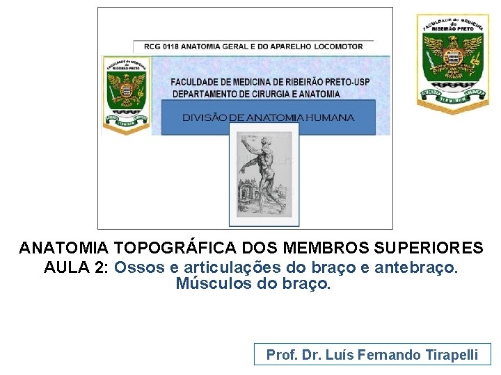 ANATOMIA TOPOGRÁFICA DOS MEMBROS SUPERIORES AULA 2: Ossos e articulações do braço e antebraço.