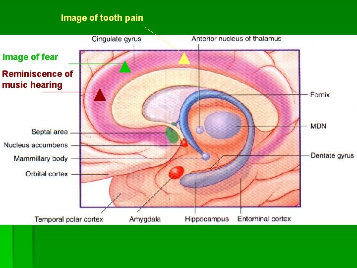 Image of tooth pain Image of fear Reminiscence of music hearing 