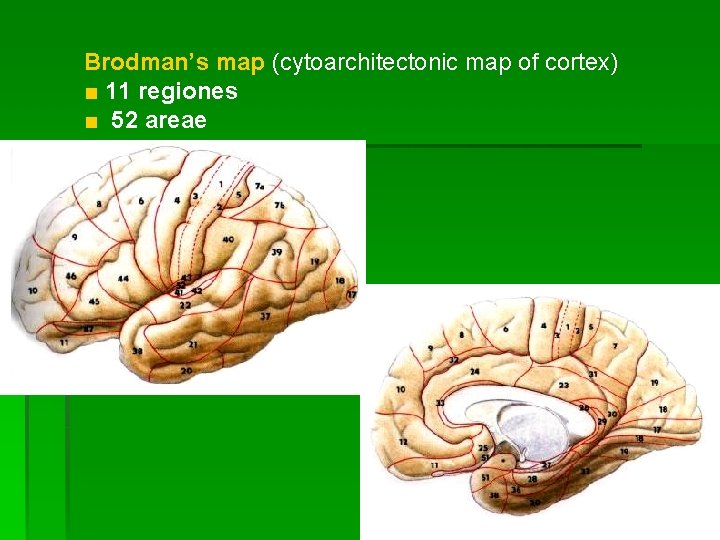 Brodman’s map (cytoarchitectonic map of cortex) ■ 11 regiones ■ 52 areae 