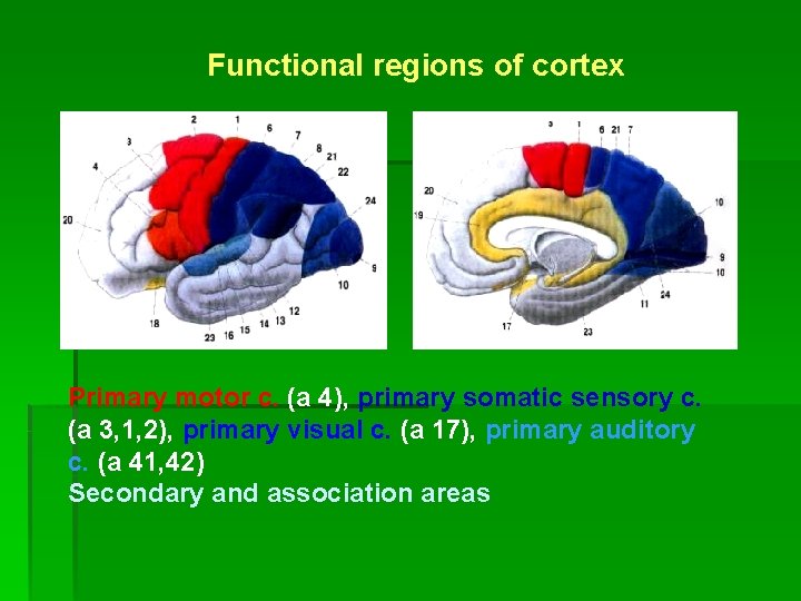 Functional regions of cortex Primary motor c. (a 4), primary somatic sensory c. (a