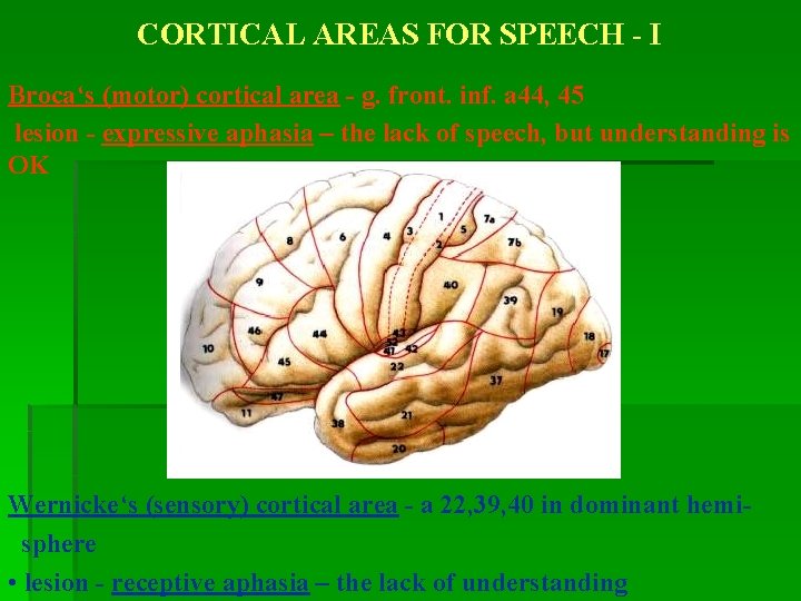 CORTICAL AREAS FOR SPEECH - I Broca‘s (motor) cortical area - g. front. inf.