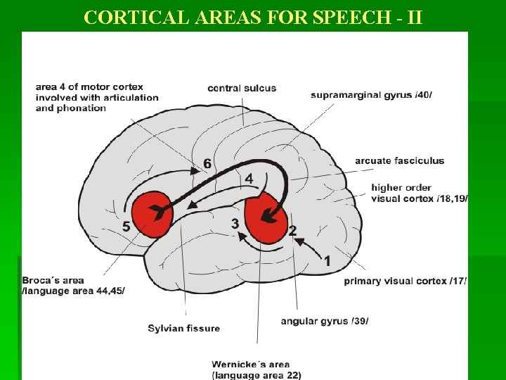 CORTICAL AREAS FOR SPEECH - II 