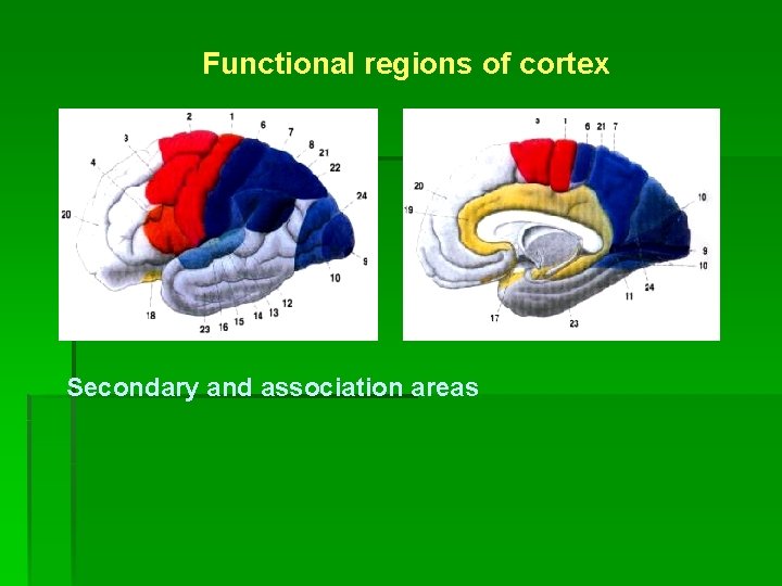 Functional regions of cortex Secondary and association areas 