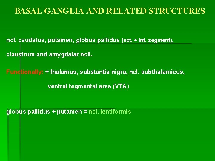 BASAL GANGLIA AND RELATED STRUCTURES ncl. caudatus, putamen, globus pallidus (ext. + int. segment),