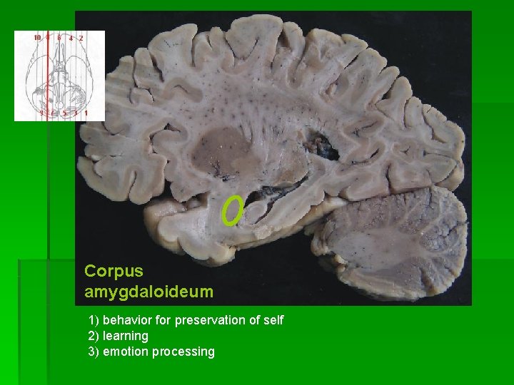 Corpus amygdaloideum 1) behavior for preservation of self 2) learning 3) emotion processing 