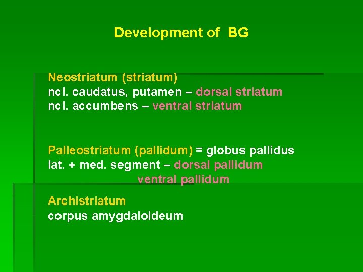 Development of BG Neostriatum (striatum) ncl. caudatus, putamen – dorsal striatum ncl. accumbens –