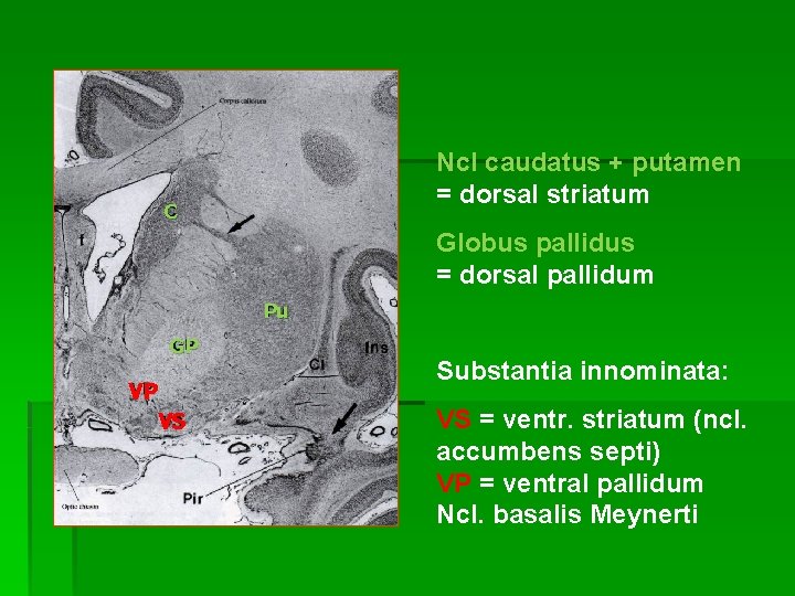 Ncl caudatus + putamen = dorsal striatum C Globus pallidus = dorsal pallidum Pu