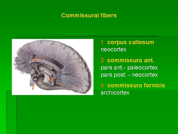 Commissural fibers 1 corpus callosum neocortex 1 3 2 2 commissura ant. pars ant.