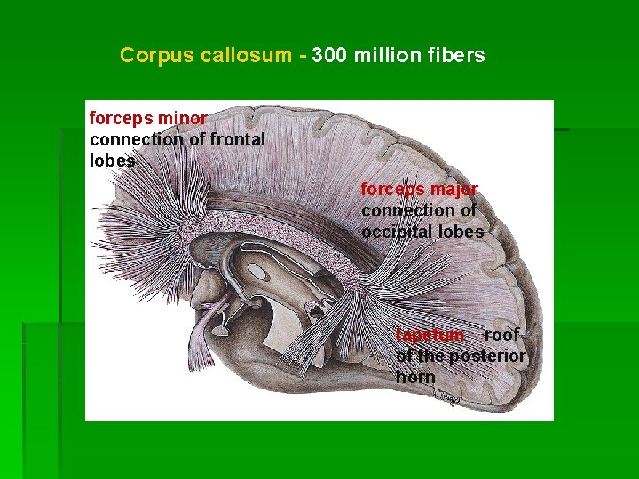 Corpus callosum - 300 million fibers forceps minor connection of frontal lobes forceps major