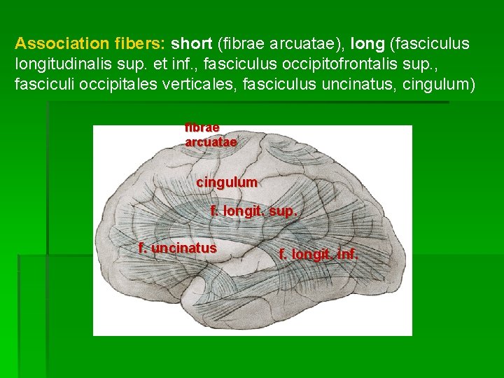 Association fibers: short (fibrae arcuatae), long (fasciculus longitudinalis sup. et inf. , fasciculus occipitofrontalis