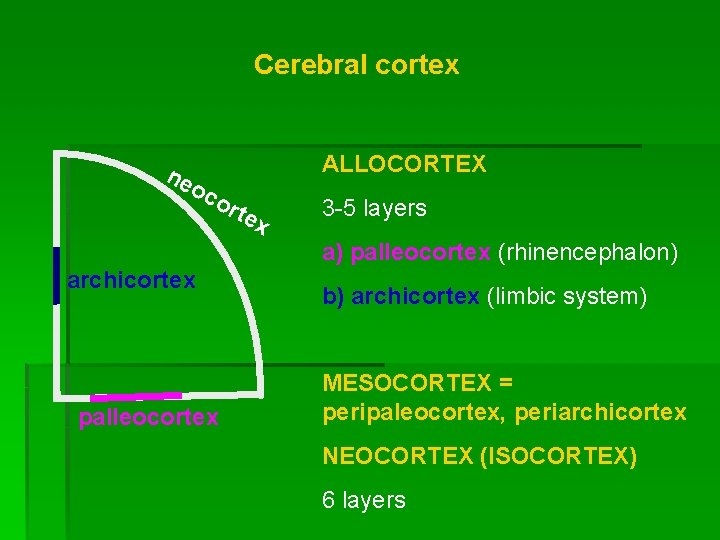Cerebral cortex ne ALLOCORTEX oc ort ex 3 -5 layers a) palleocortex (rhinencephalon) archicortex