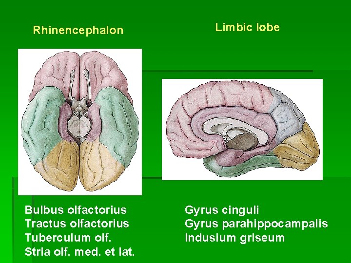 Rhinencephalon Bulbus olfactorius Tractus olfactorius Tuberculum olf. Stria olf. med. et lat. Limbic lobe