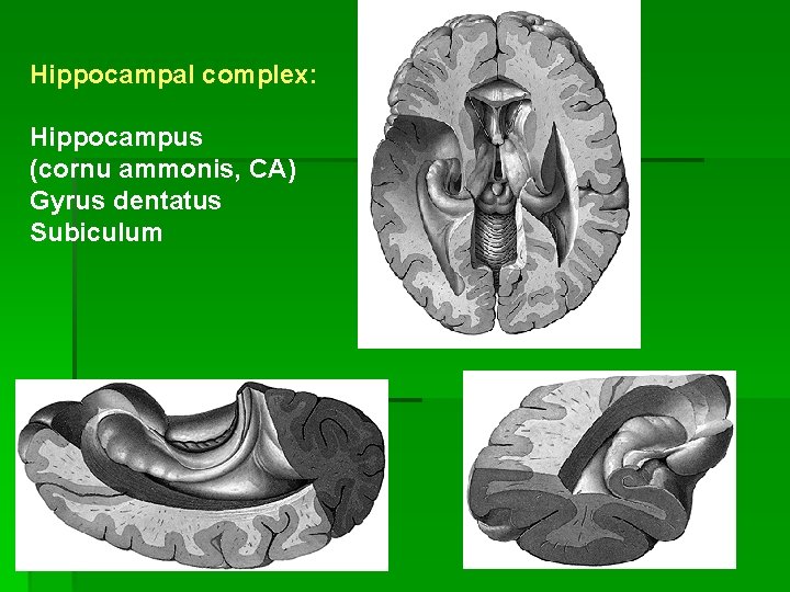 ARCHICORTEX Hippocampal complex: Hippocampus (cornu ammonis, CA) Gyrus dentatus Subiculum 