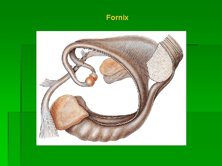 Fornix 