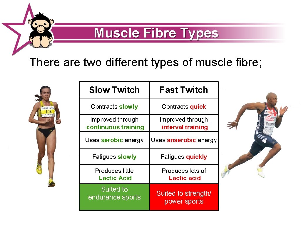 Muscle Fibre Types There are two different types of muscle fibre; Slow Twitch Fast