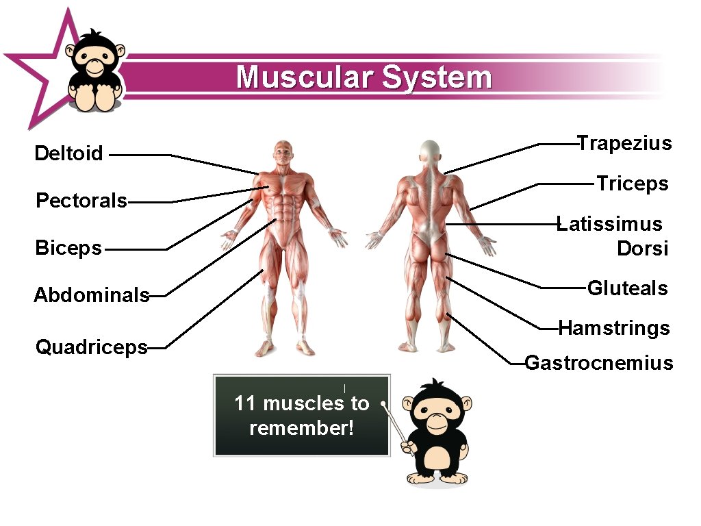 Muscular System Trapezius Deltoid Triceps Pectorals Latissimus Dorsi Biceps Gluteals Abdominals Hamstrings Quadriceps Gastrocnemius