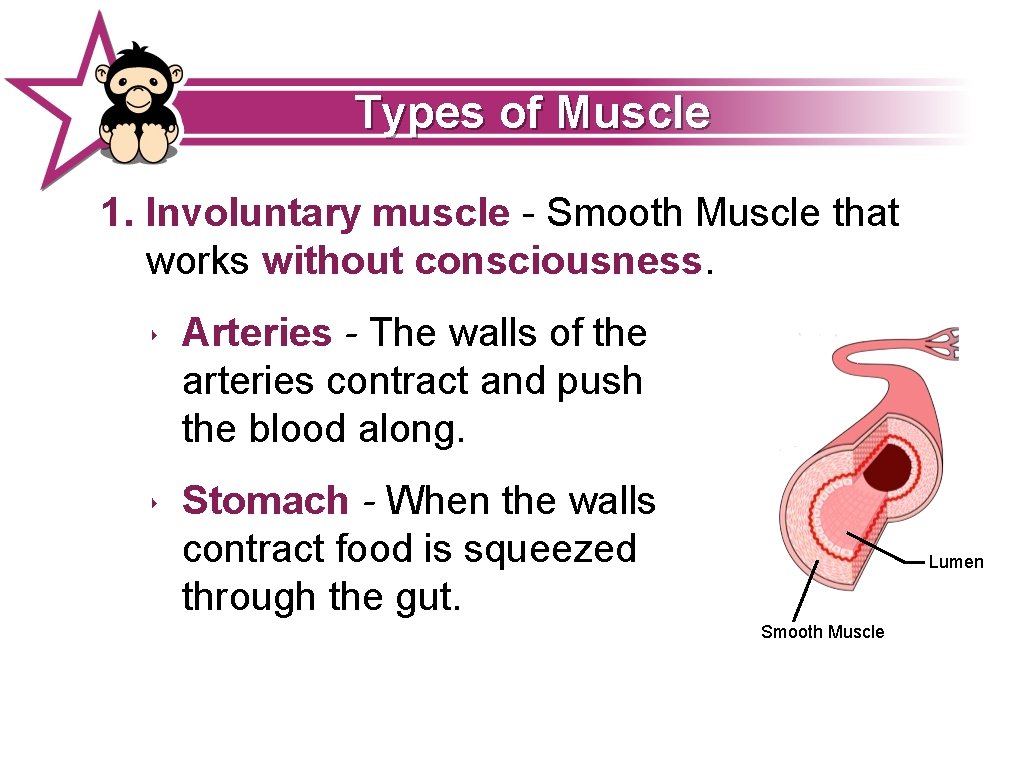 Types of Muscle 1. Involuntary muscle - Smooth Muscle that works without consciousness. ‣