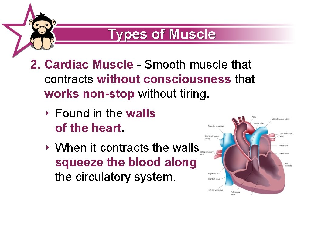 Types of Muscle 2. Cardiac Muscle - Smooth muscle that contracts without consciousness that