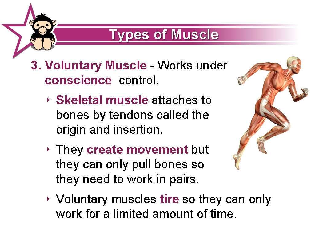 Types of Muscle 3. Voluntary Muscle - Works under conscience control. ‣ Skeletal muscle