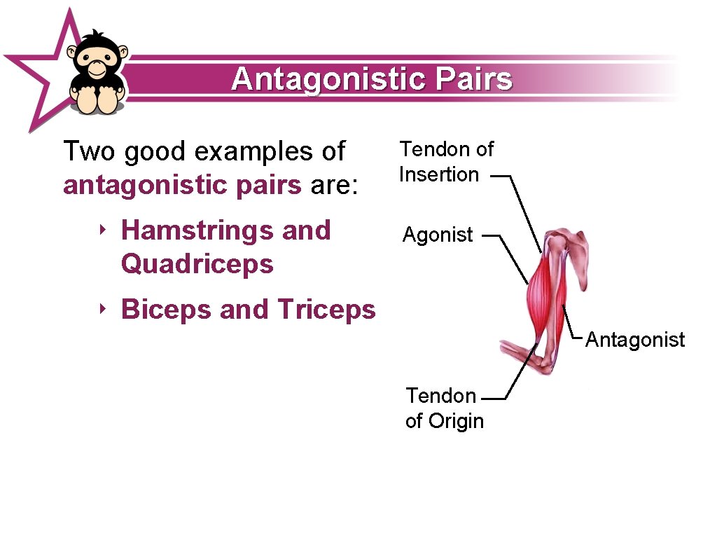 Antagonistic Pairs Two good examples of antagonistic pairs are: ‣ Hamstrings and Quadriceps Tendon