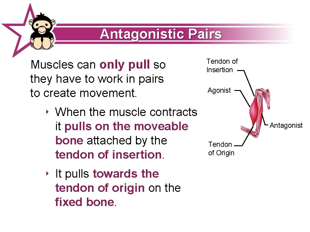 Antagonistic Pairs Muscles can only pull so they have to work in pairs to