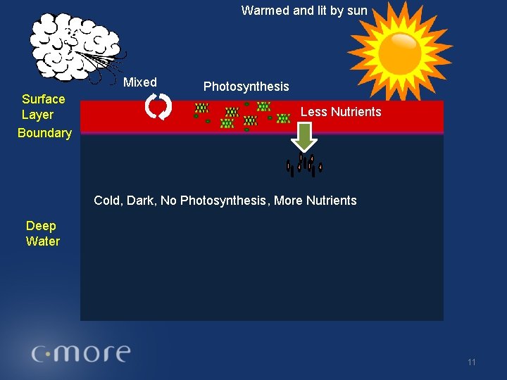 Warmed and lit by sun Mixed Surface Layer Boundary Photosynthesis Less Nutrients Cold, Dark,