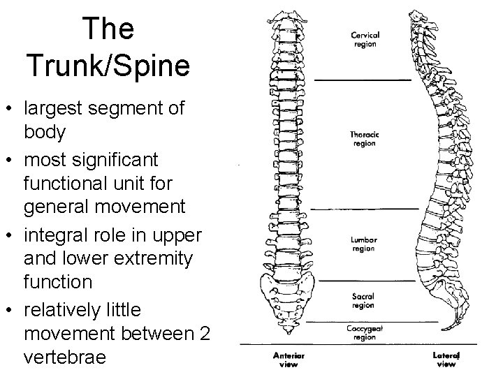 The Trunk/Spine • largest segment of body • most significant functional unit for general