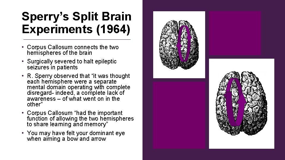 Sperry’s Split Brain Experiments (1964) • Corpus Callosum connects the two hemispheres of the