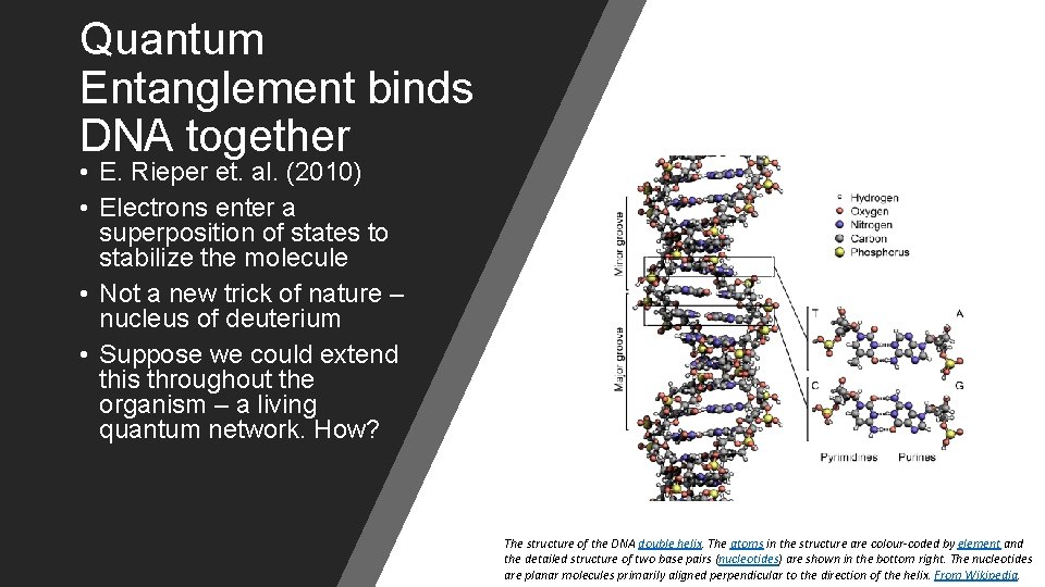 Quantum Entanglement binds DNA together • E. Rieper et. al. (2010) • Electrons enter