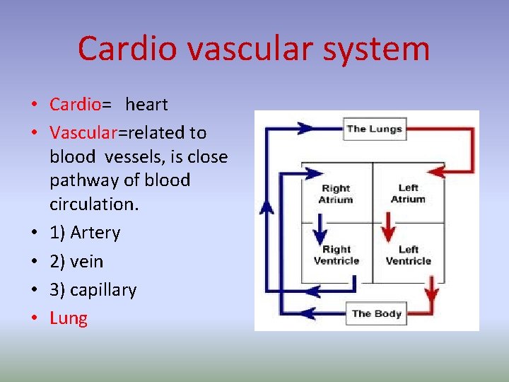 Cardio vascular system • Cardio= heart • Vascular=related to blood vessels, is close pathway