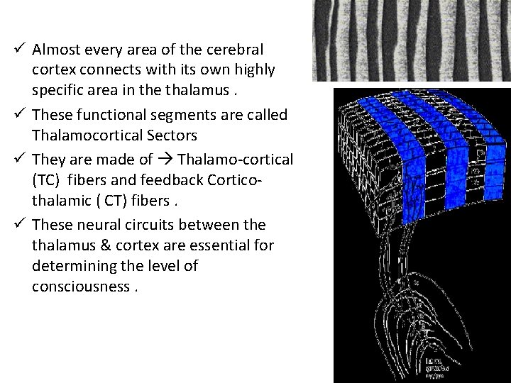 ü Almost every area of the cerebral cortex connects with its own highly specific ü Almost every area of the cerebral cortex connects with its own highly specific