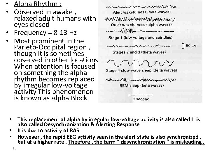 • Alpha Rhythm : • Observed in awake , relaxed adult humans with • Alpha Rhythm : • Observed in awake , relaxed adult humans with