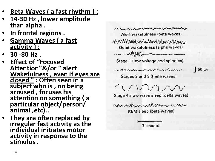 • Beta Waves ( a fast rhythm ) : • 14 -30 Hz • Beta Waves ( a fast rhythm ) : • 14 -30 Hz