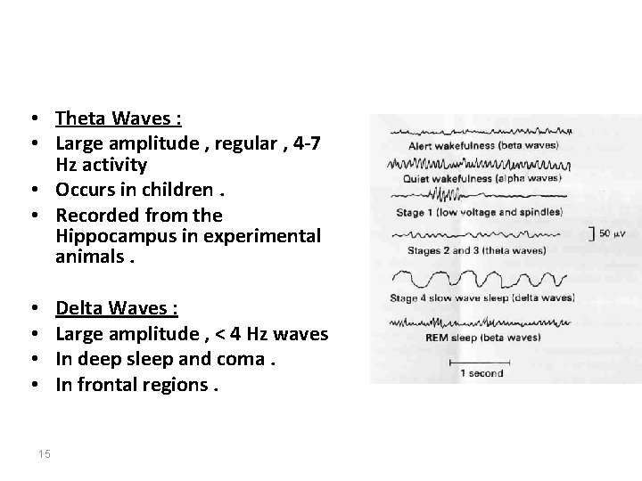 • Theta Waves : • Large amplitude , regular , 4 -7 Hz • Theta Waves : • Large amplitude , regular , 4 -7 Hz