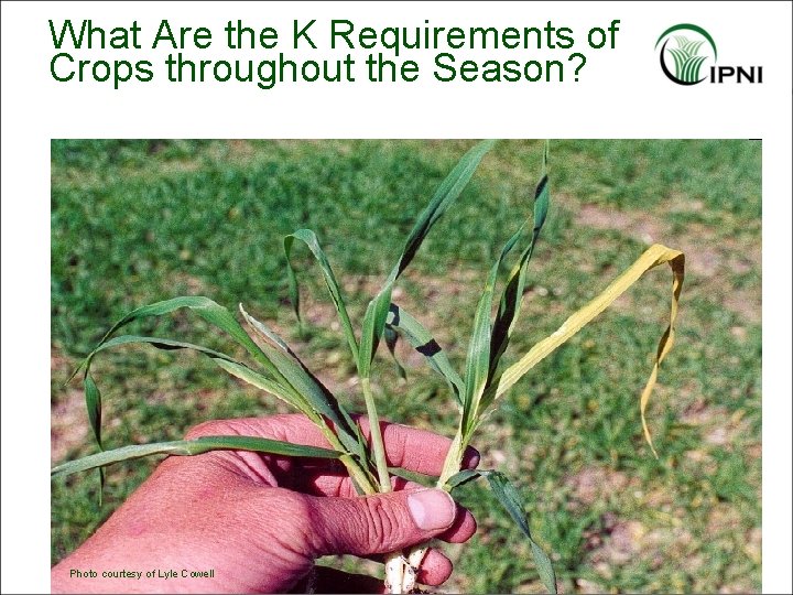 What Are the K Requirements of Crops throughout the Season? Photo courtesy of Lyle