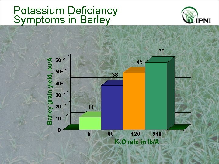 Potassium Deficiency Symptoms in Barley grain yield, bu/A 58 60 49 50 38 40