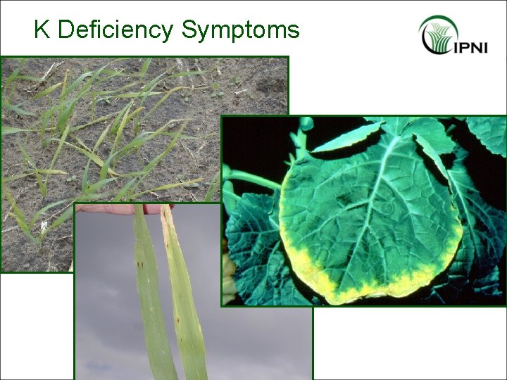 K Deficiency Symptoms 