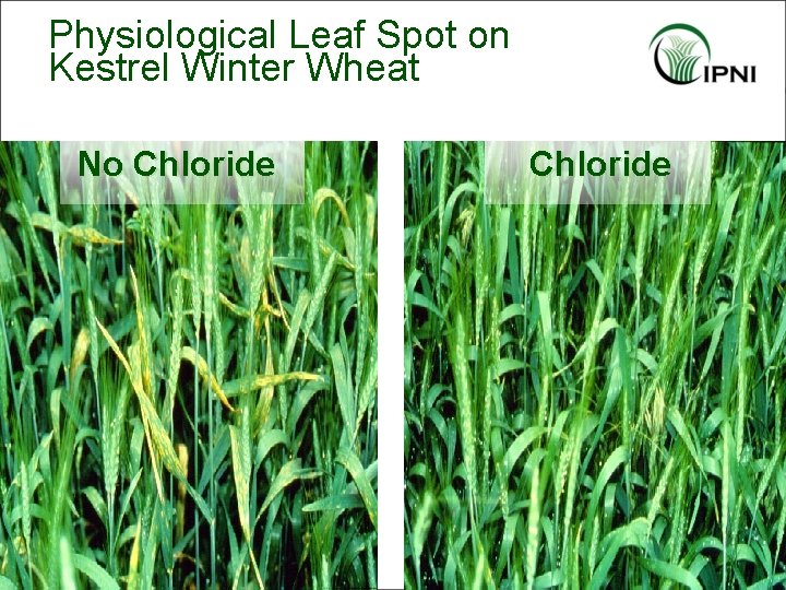 Physiological Leaf Spot on Kestrel Winter Wheat No Chloride 