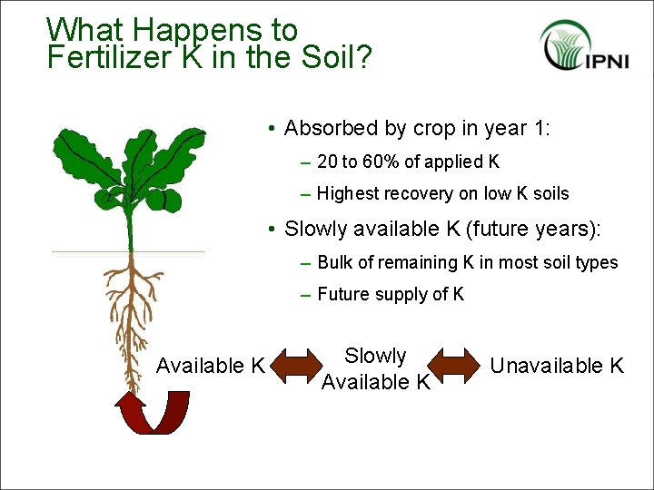 What Happens to Fertilizer K in the Soil? • Absorbed by crop in year