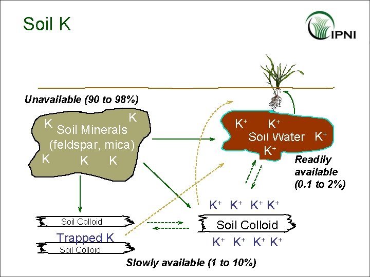 Soil K Unavailable (90 to 98%) K K Soil Minerals (feldspar, mica) K K+