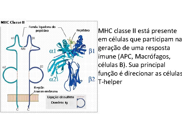 MHC classe II está presente em células que participam na geração de uma resposta MHC classe II está presente em células que participam na geração de uma resposta