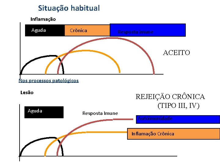 Situação habitual Inflamação Aguda Crônica Resposta imune ACEITO Nos processos patológicos Lesão Aguda Inflamação Situação habitual Inflamação Aguda Crônica Resposta imune ACEITO Nos processos patológicos Lesão Aguda Inflamação