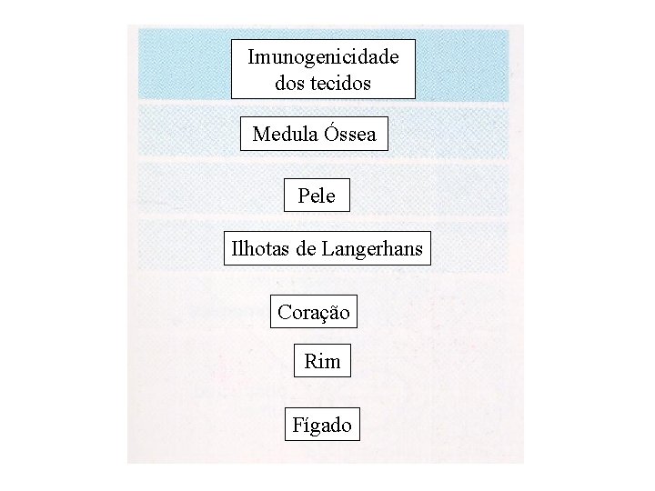 Imunogenicidade dos tecidos Medula Óssea Pele Ilhotas de Langerhans Coração Rim Fígado Imunogenicidade dos tecidos Medula Óssea Pele Ilhotas de Langerhans Coração Rim Fígado