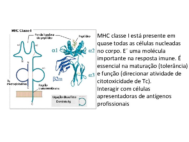MHC classe I está presente em quase todas as células nucleadas no corpo. E´ MHC classe I está presente em quase todas as células nucleadas no corpo. E´